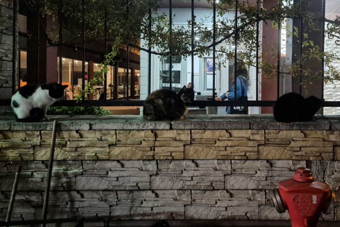 Escala en Estambul: cómo visitar la ciudad entre vuelos 8 Gatos en Estambul