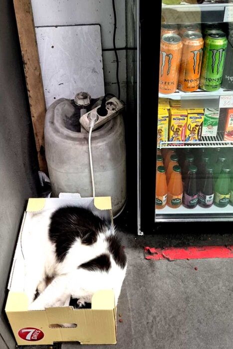 Escala en Estambul: cómo visitar la ciudad entre vuelos 14 Gatos en Estambul