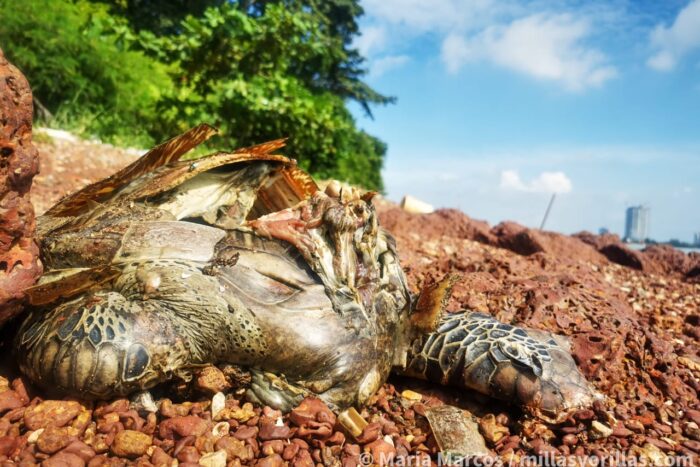 La última tortuga gigante de Malasia: Crónica de una extinción que vimos venir y no detuvimos 6 En la costa de Melaka se encuentran muchas tortugas marinas muertas con los huevos dentro porque no encuentran la playa que las vió nacer.