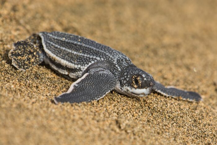La última tortuga gigante de Malasia: Crónica de una extinción que vimos venir y no detuvimos 4 Las crías de la tortuga laúd, miden entre 5 y 6 centímetros, son las más grandes de todas las tortugas marinas.