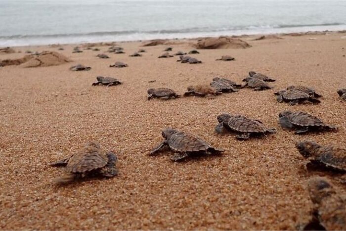 La última tortuga gigante de Malasia: Crónica de una extinción que vimos venir y no detuvimos 5 WWF ya advertía en 2009 que Pulau Upeh representa 20% de todas las anidaciones de carey de la península y que la reclamación costera amenaza su hábitat y la supervivencia de la especie.