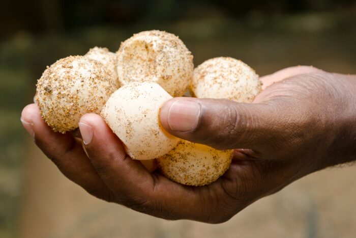 La última tortuga gigante de Malasia: Crónica de una extinción que vimos venir y no detuvimos 3 Prácticamente el 100% de los huevos eran recolectados para consumo humano.