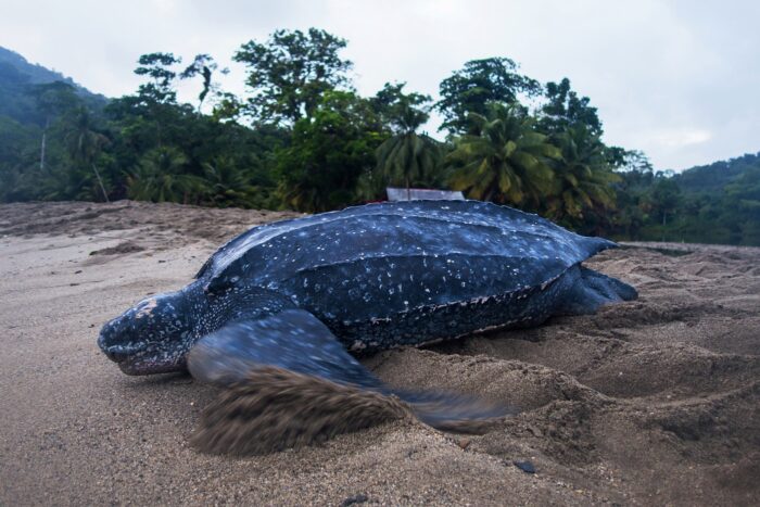 La última tortuga gigante de Malasia: Crónica de una extinción que vimos venir y no detuvimos 7 Una especie tan majestuosa que en lugar de ser el emblema del estado que la acoge, fue olvidada de la memoria colectiva.