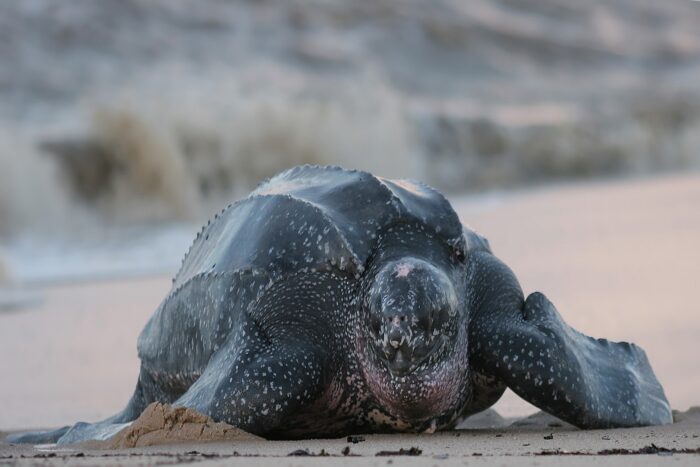 La última tortuga gigante de Malasia: Crónica de una extinción que vimos venir y no detuvimos 8 tortuga laud 2
