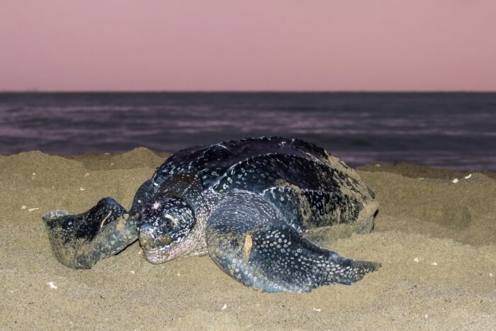 La última tortuga gigante de Malasia: Crónica de una extinción que vimos venir y no detuvimos 2 Cómo Malasia perdió una de las mayores poblaciones de tortuga laúd del planeta