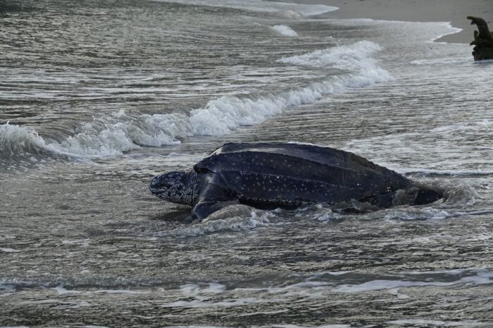 La última tortuga gigante de Malasia: Crónica de una extinción que vimos venir y no detuvimos 1 Tortugas laúd en las playas de Terengganu