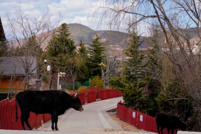 Shangri-La, un viaje a la puerta del Tíbet en China 14 Yak Shangri-La