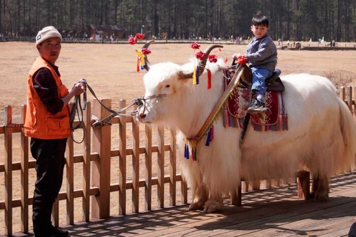 La montaña nevada del Dragón de Jade, ¿imprescindible en Yunnan? 10 yak turístico China