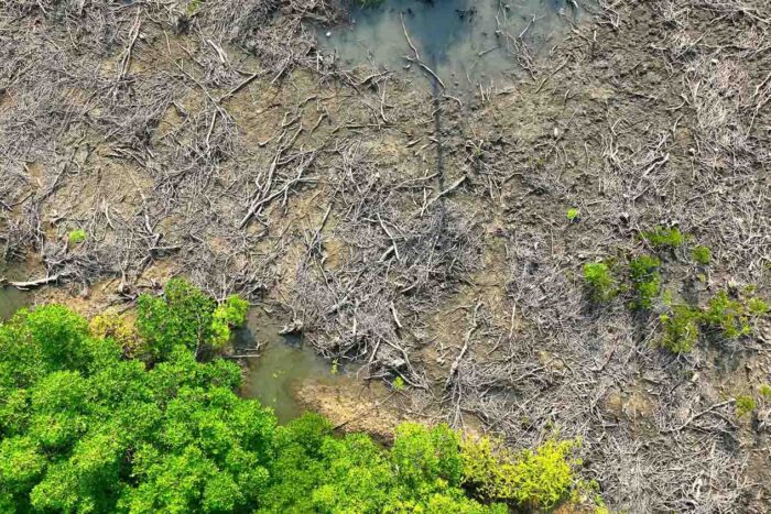 ¿Cuáles son tus líneas rojas? 6 destruccion manglar