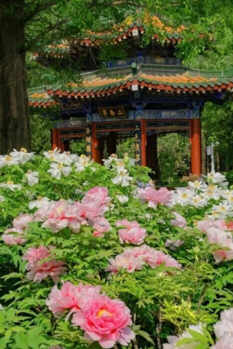 Luoyang, la milenaria capital de la Ruta de la Seda 23 La peonia es la flor típica de Luoyang