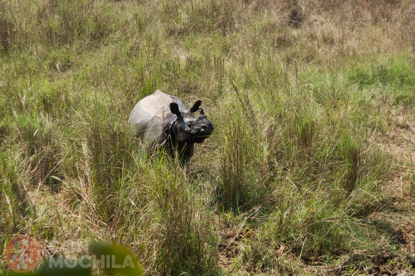Chitwan