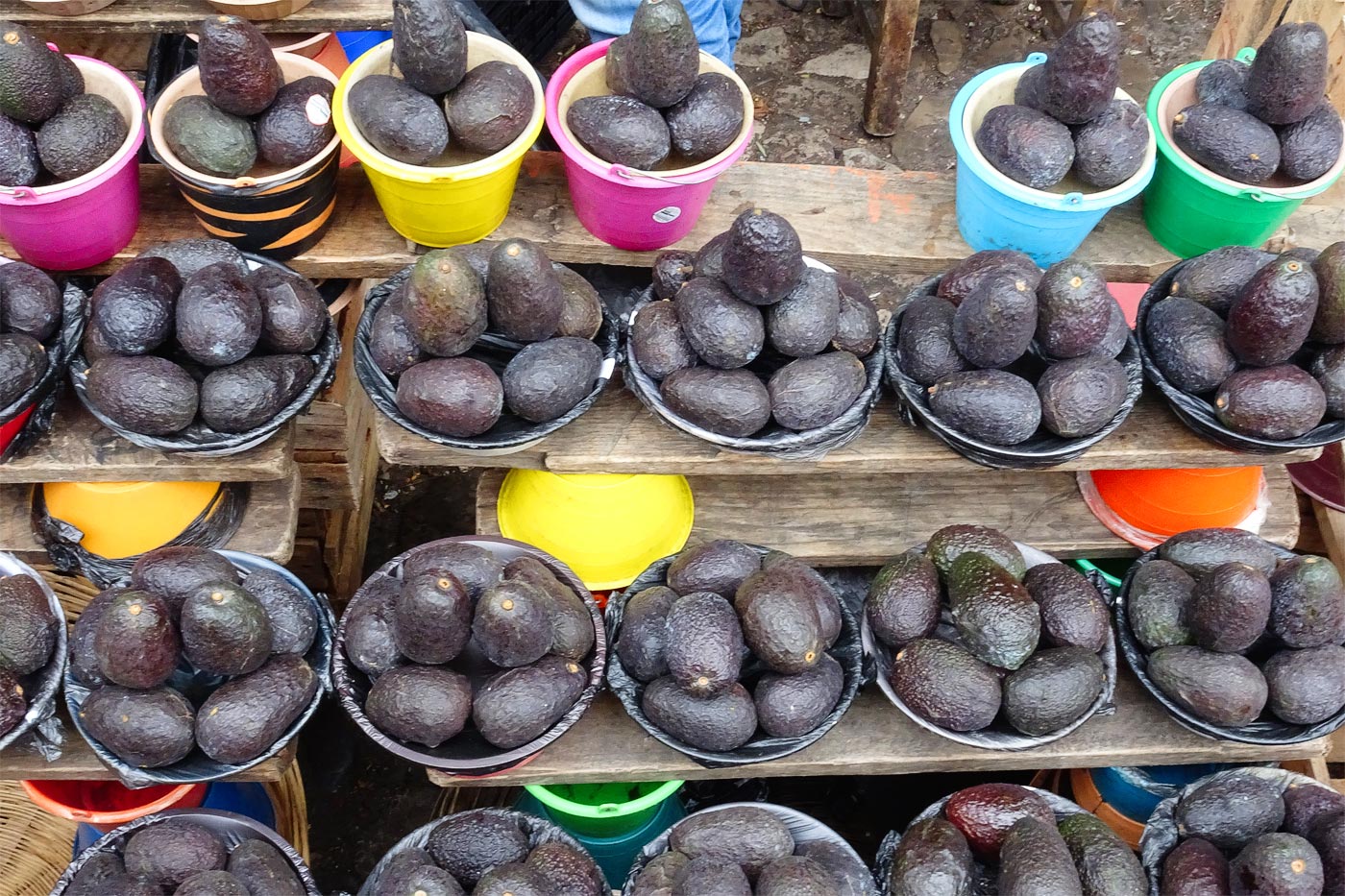 Michoacán gives its name and location to the richest and most famous avocados in the world, and is the winter refuge of the monarch butterflies.
