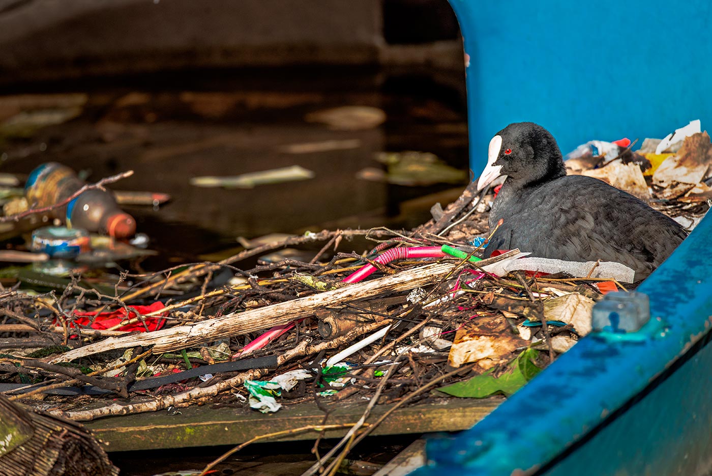 Pájaro y pajitas de plástico