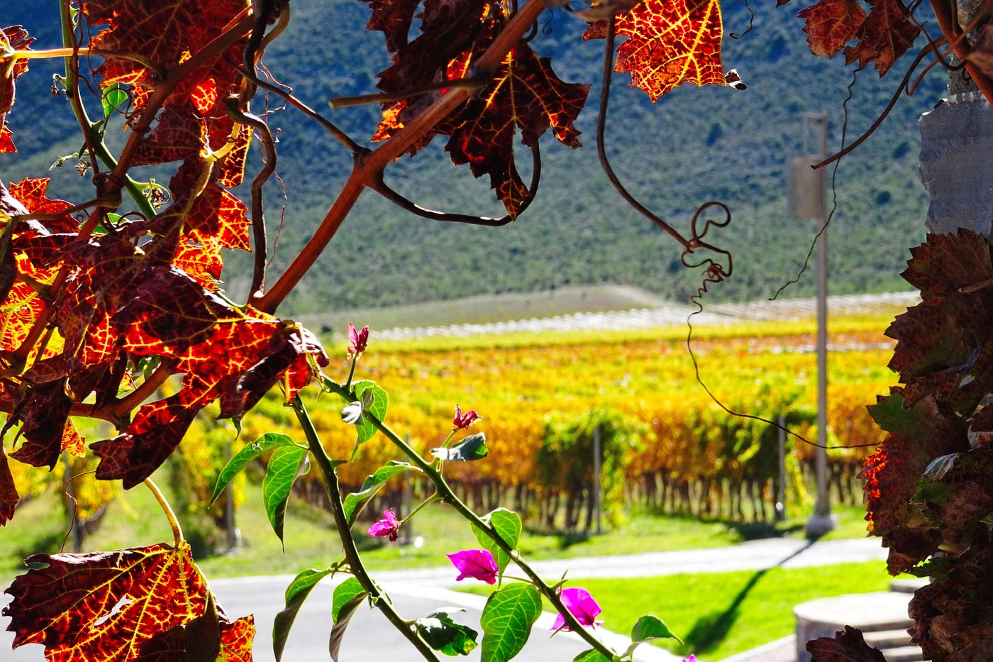 The trip through Baja California includes a 'road movie' through its vineyards, especially those of the Guadalupe Valley, its multi-varietal wines and its beaches.