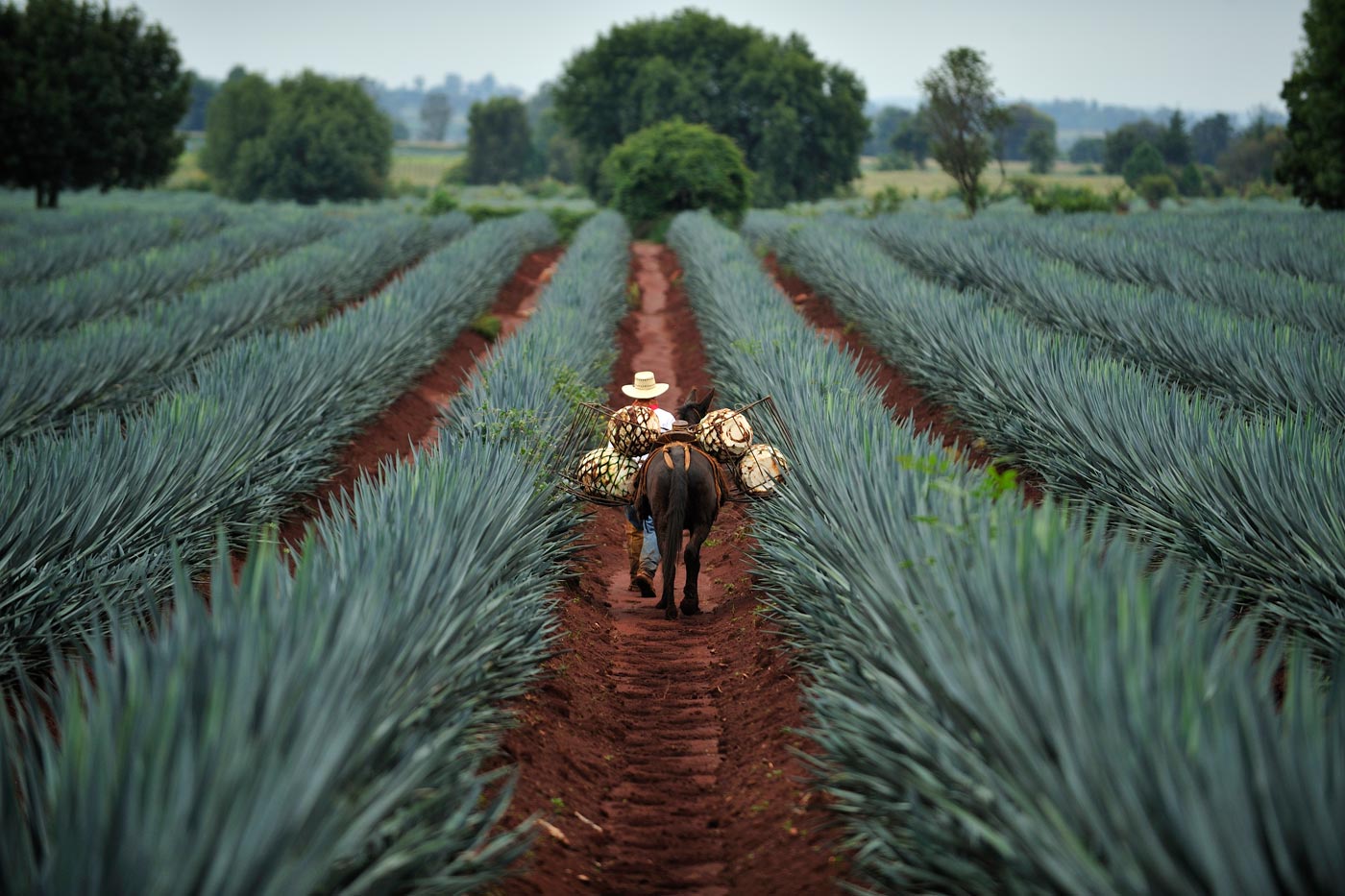 Blue agave plantations in Jalisco at their best.