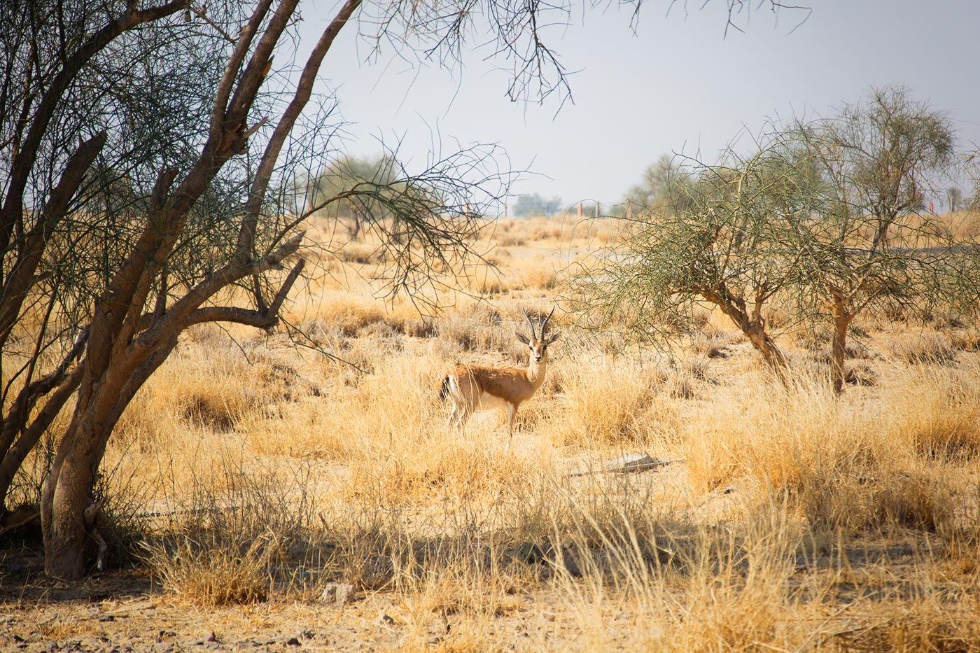 Desert National Park