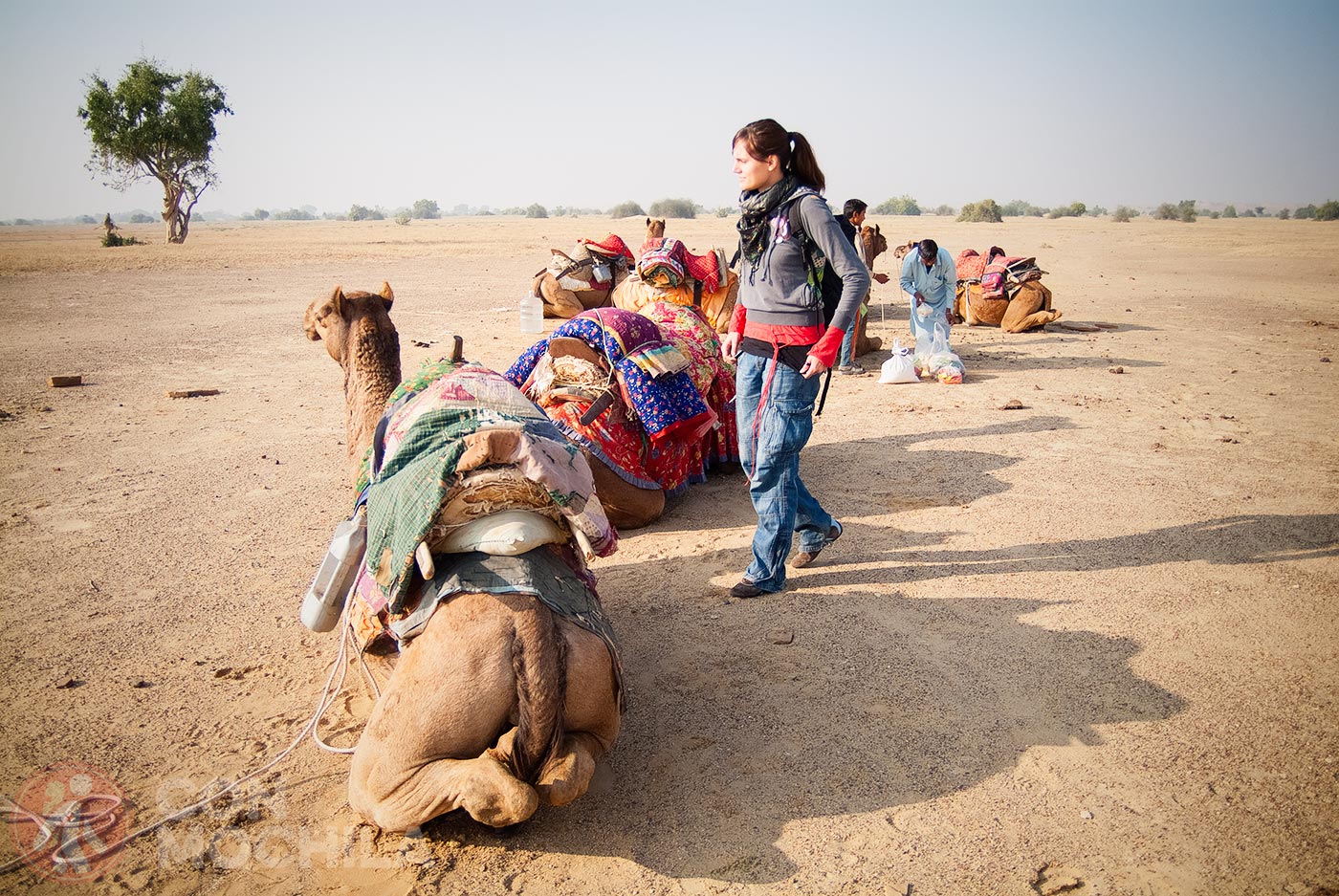 Camels in the Thar Desert