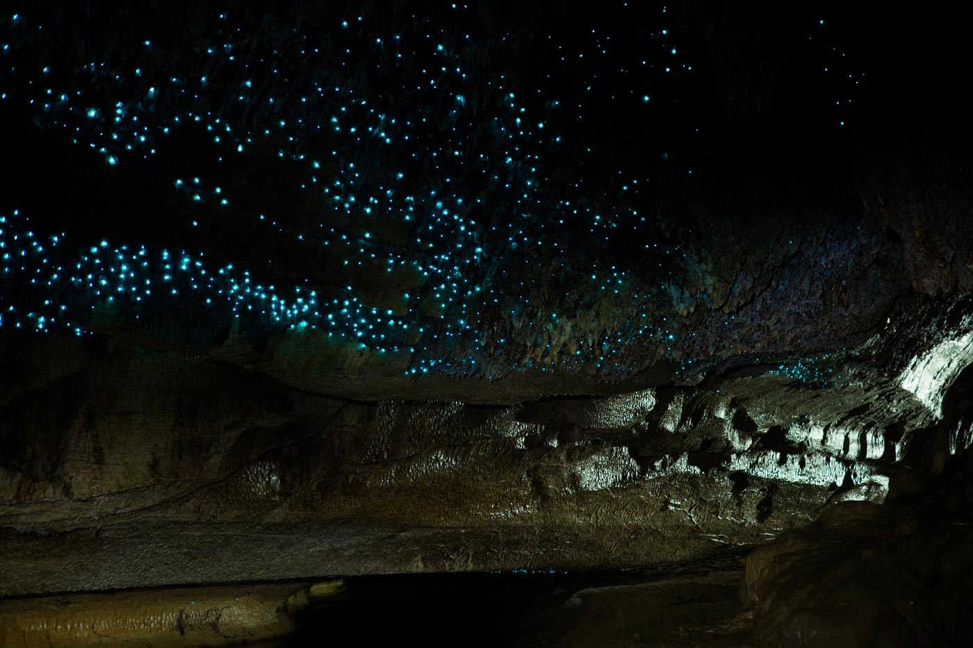 Waipu Caves Track