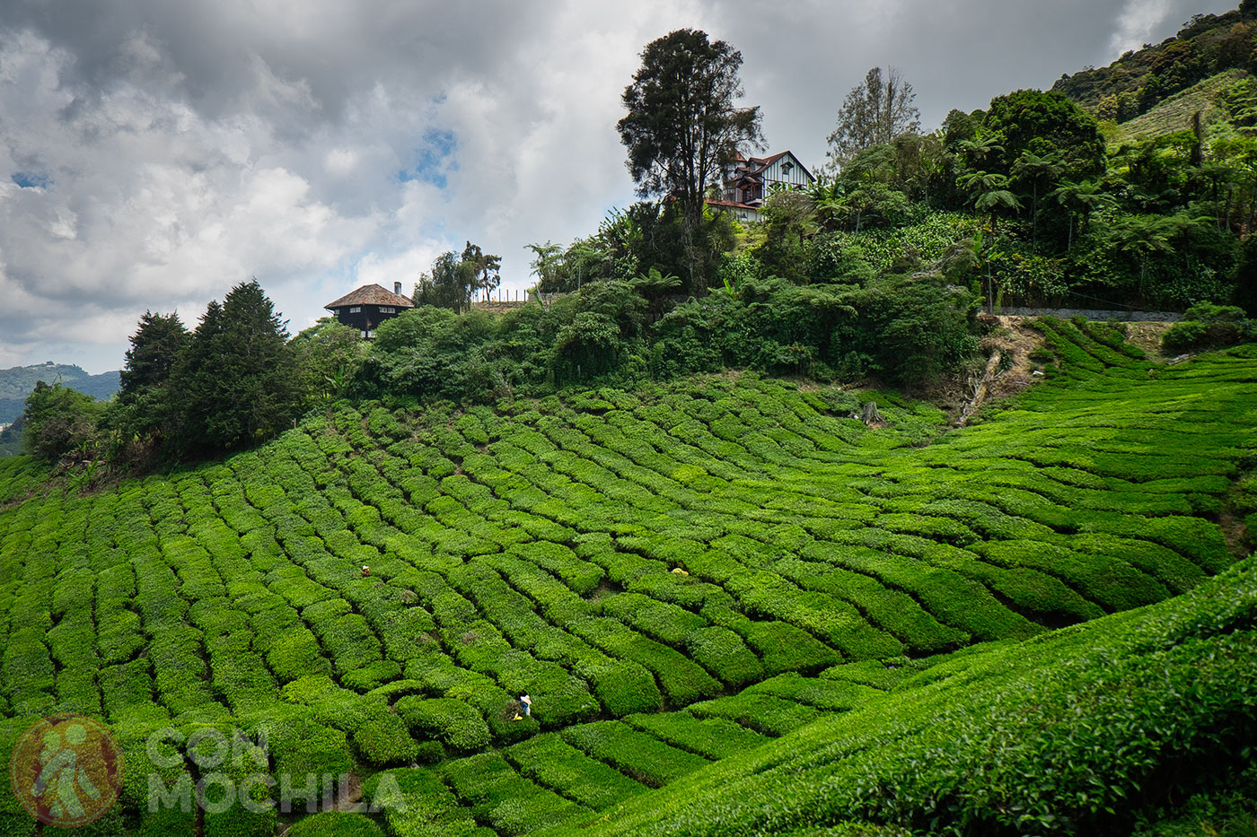 The popular tea fields of Cameron Highlands
