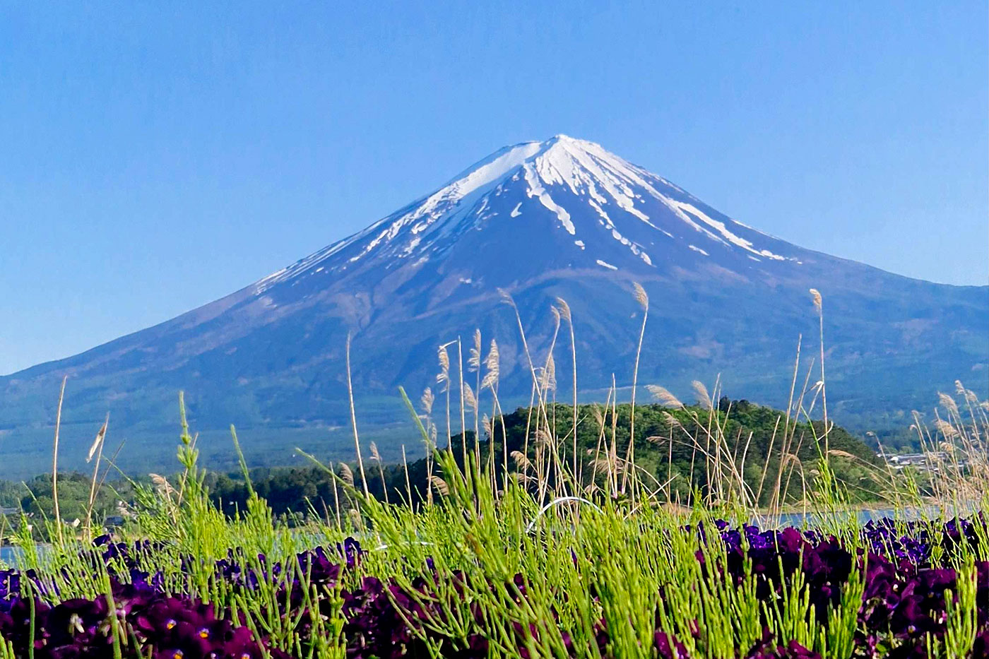 Mount Fuji from Oishi Park