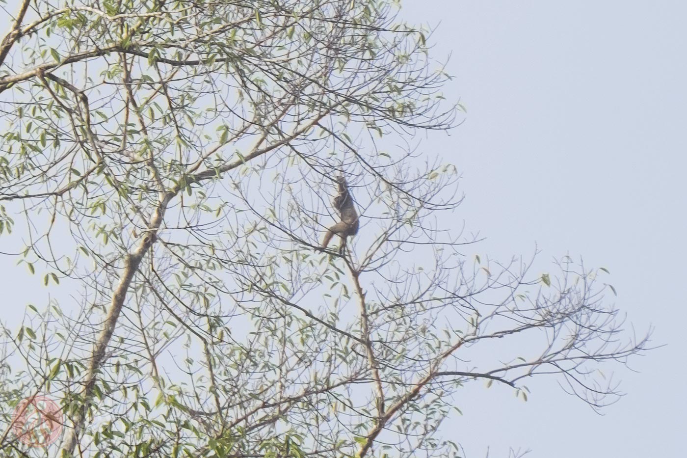 A gibbon on top of a tree