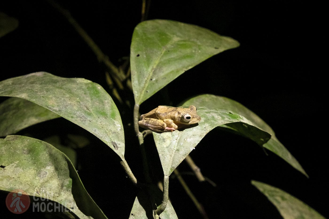 A frog