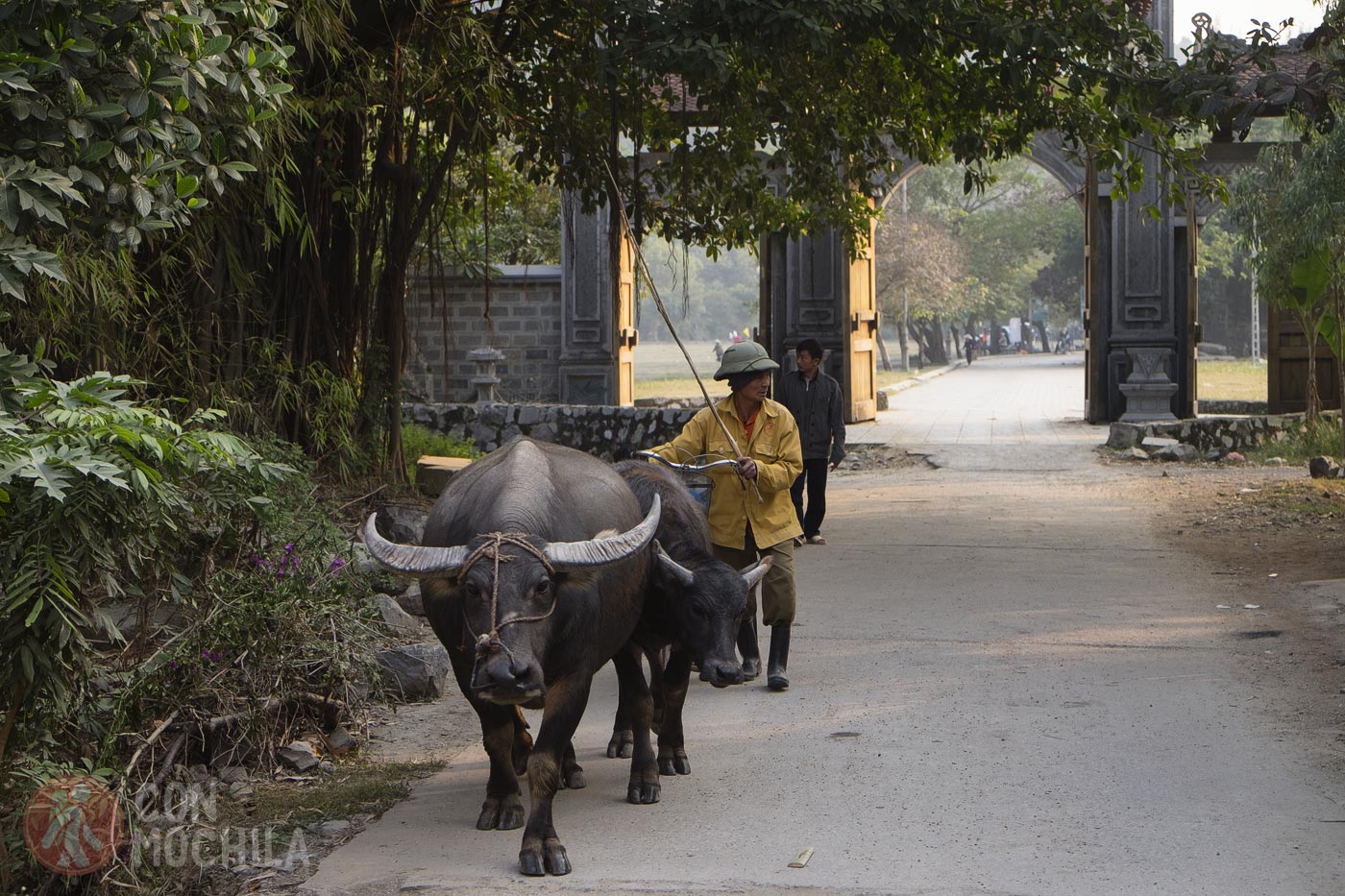 A man with his water buffalo