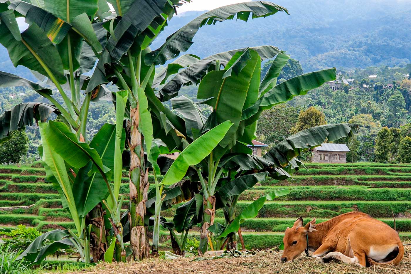 Flores Indonesia