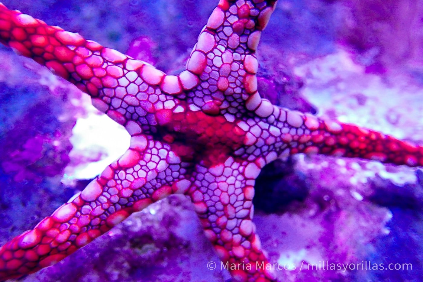 They are truly unique animals, with their pentaradial symmetry, no head, no eyes, many arms, and countless sensory receptors spread across their entire body.