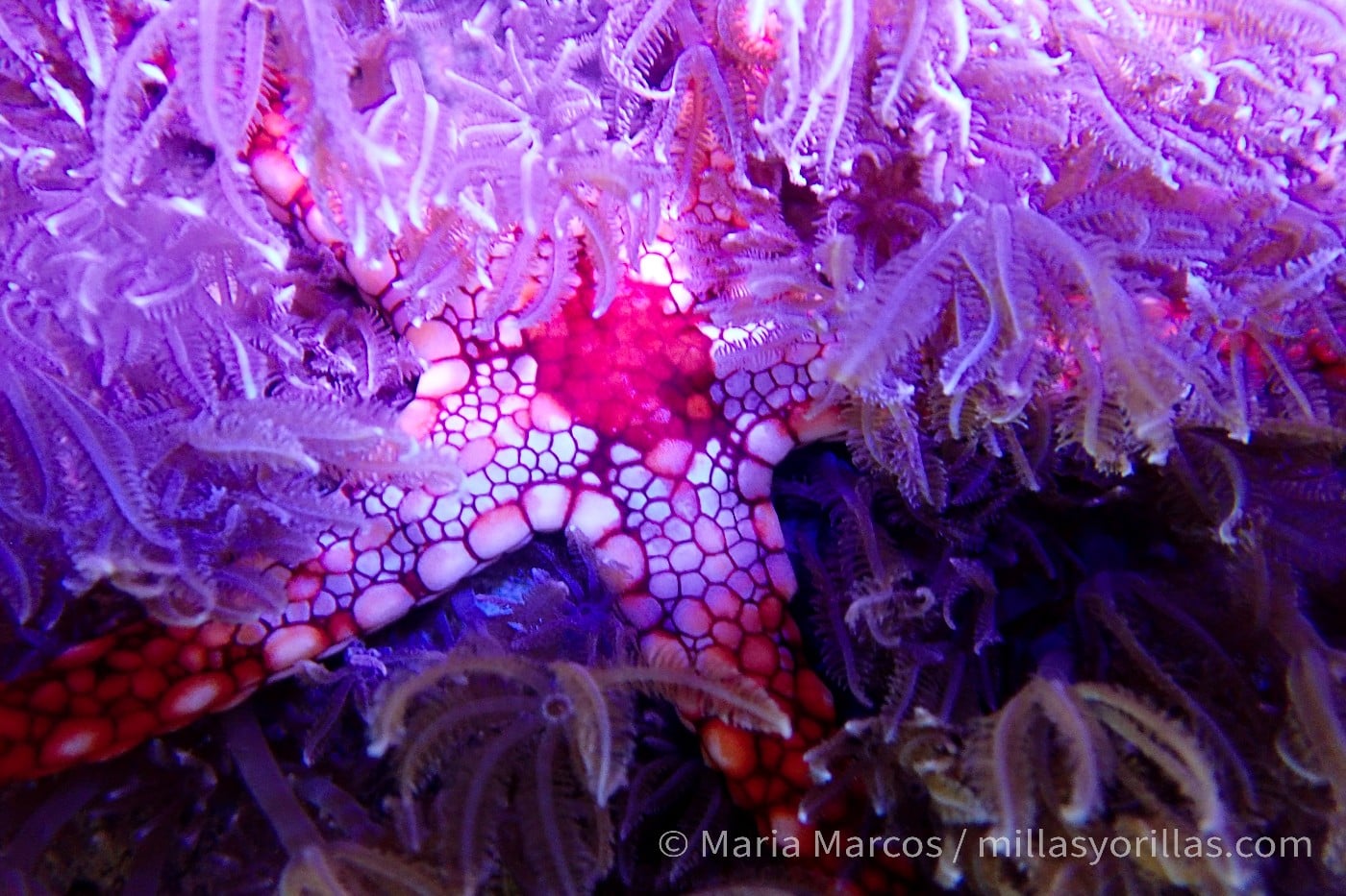 They move over the substrate using these transparent feet. Starfish sliding over coral.
