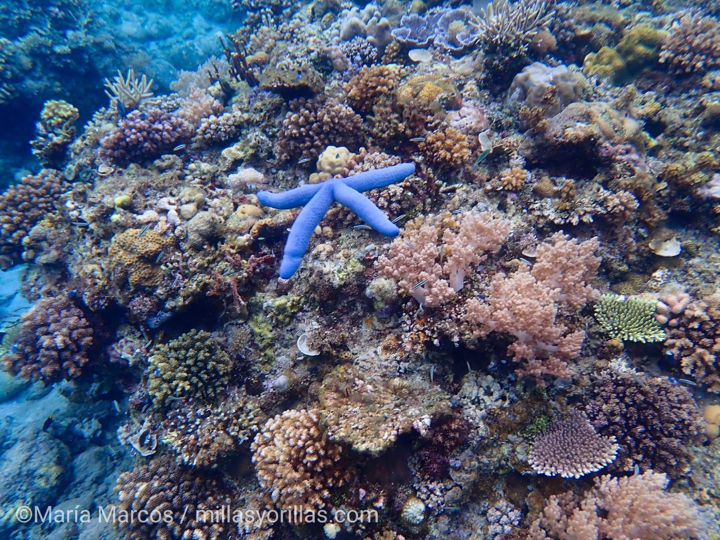 In a coral reef in Indonesia, a beautiful photo of a starfish in its natural environment.