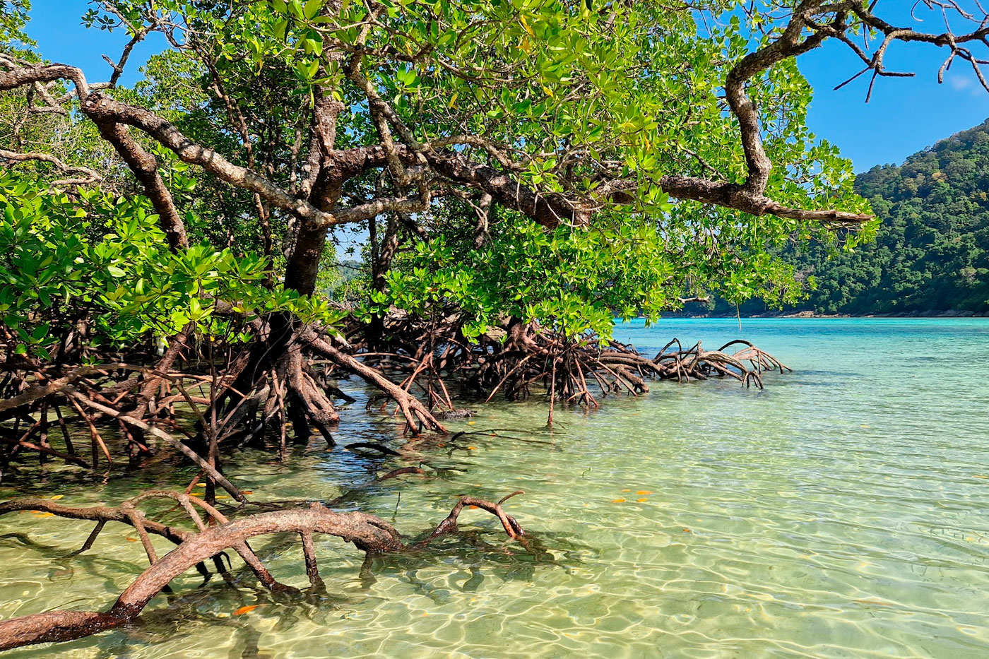 Mangroves at Mai Gnam Beach.