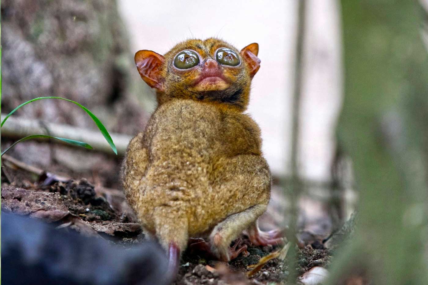 Tarsero en Tangkoko Indonesia
