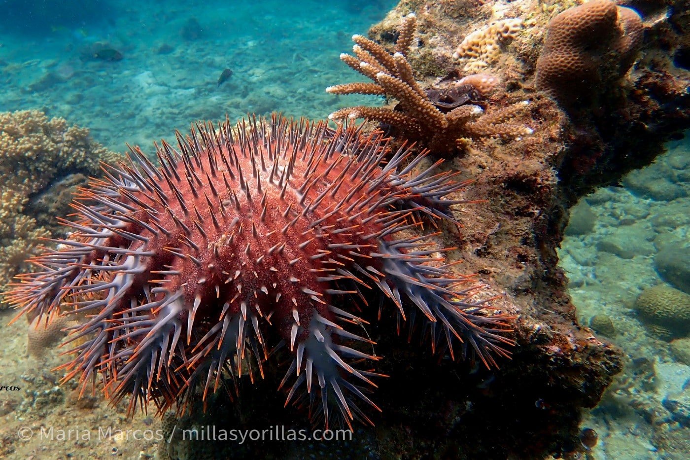 The crown-of-thorns starfish is a well-known example of their defense mechanisms. Its body is covered in spines that deter predators, and contact with these spines can cause severe pain, nausea, and vomiting in humans.