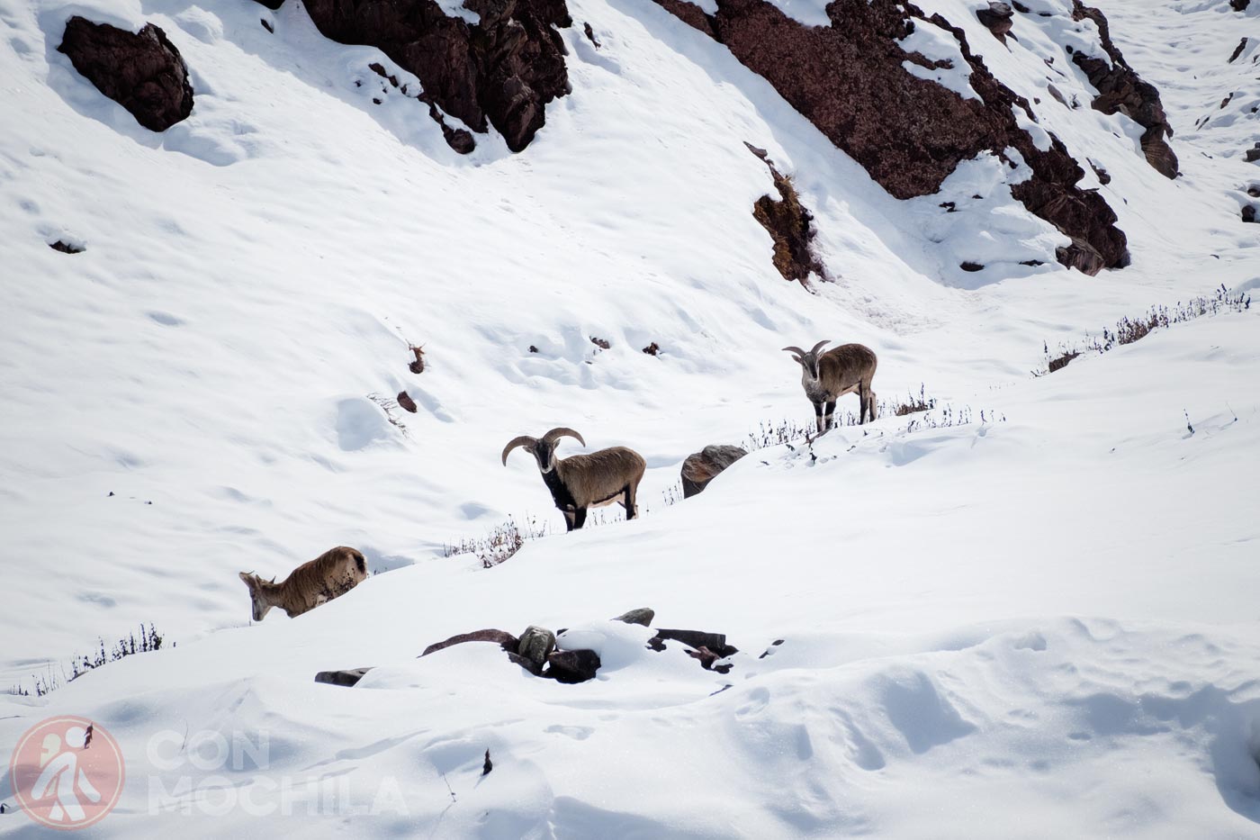Wildlife in Leh