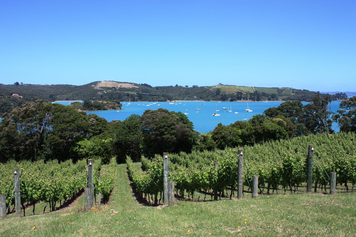 Waiheke Island