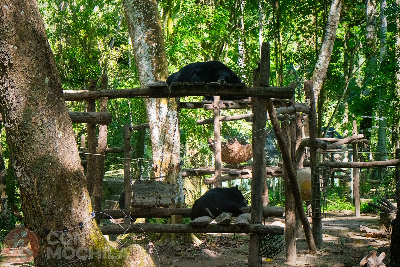 Asiatic Black Bear Rescue Center Tat Kuang Si Falls