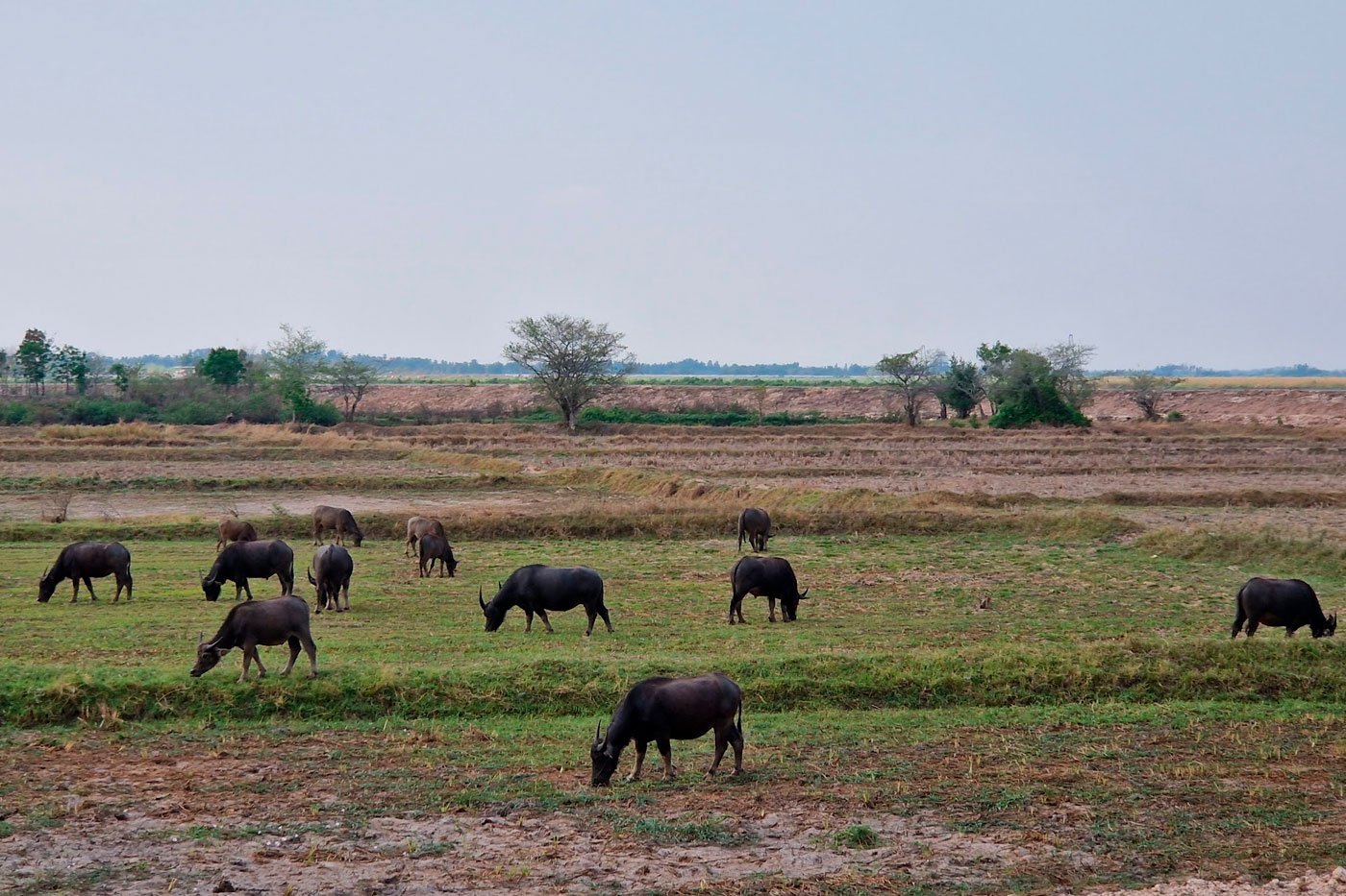 A few buffalo