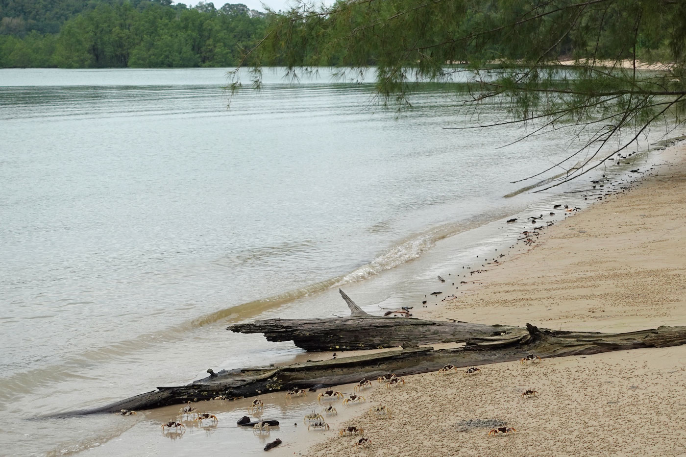Son Bai Beach and its many crabs