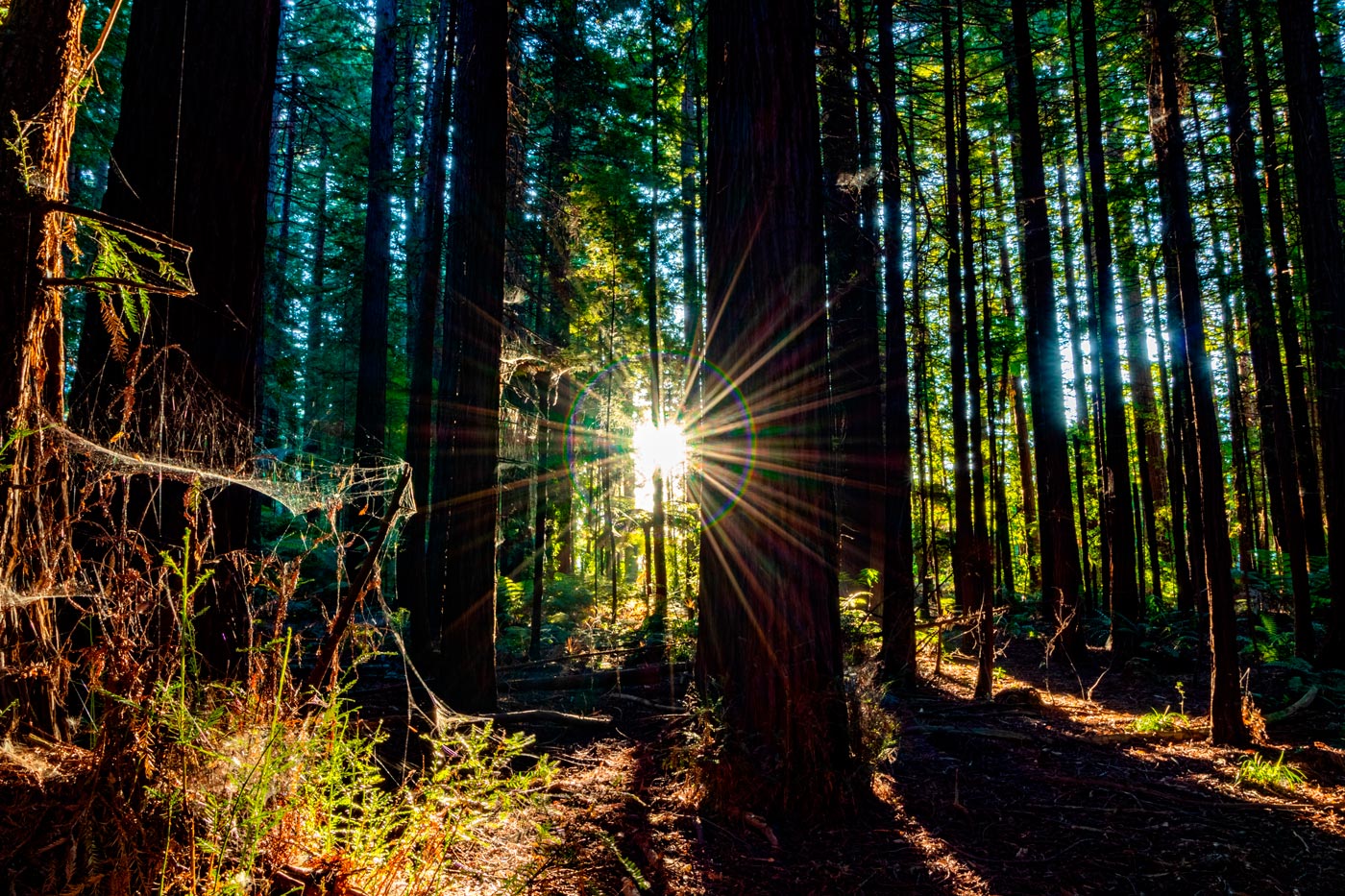 Breathe nature