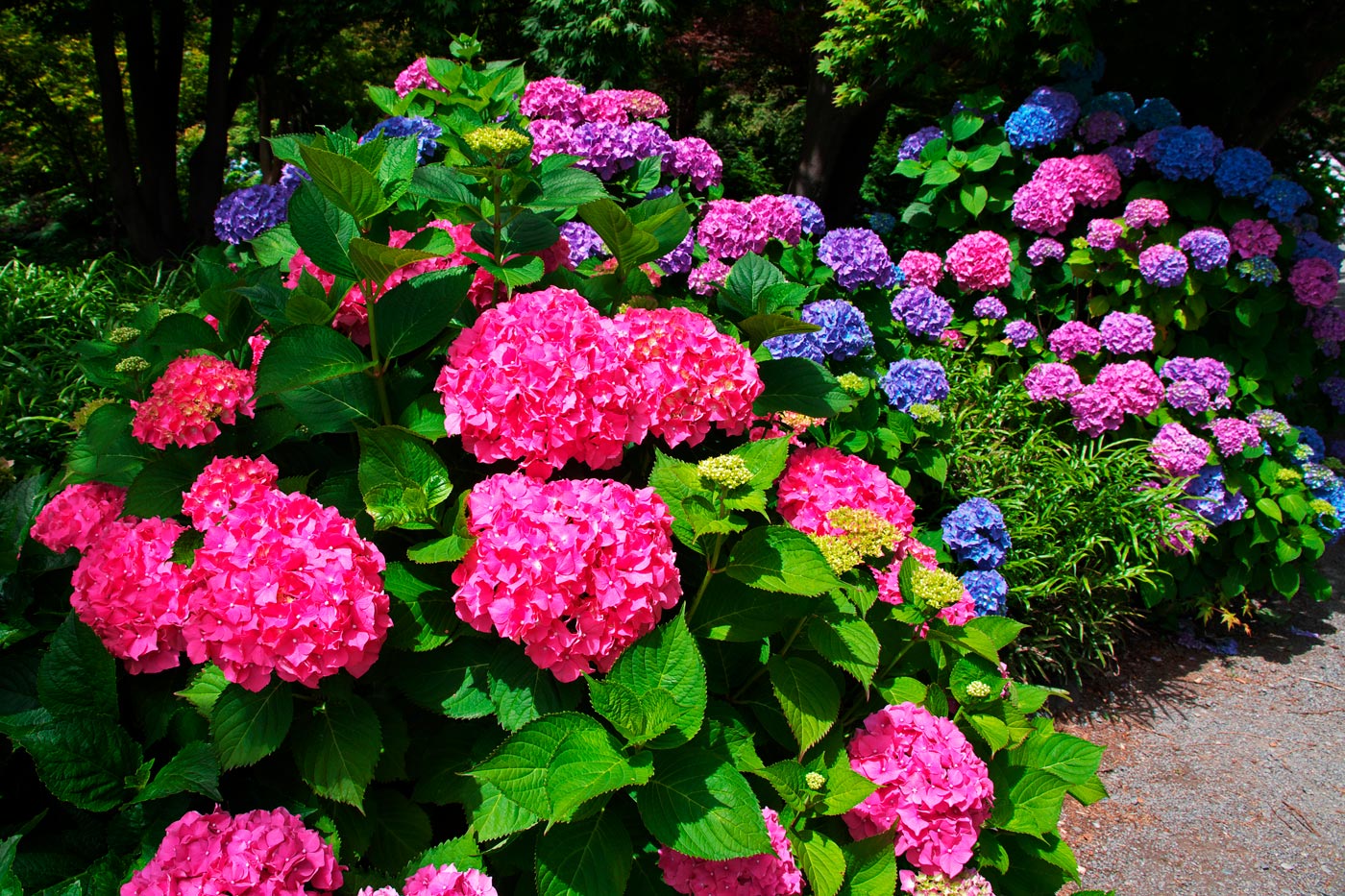 You will discover different shades of colors and flowers