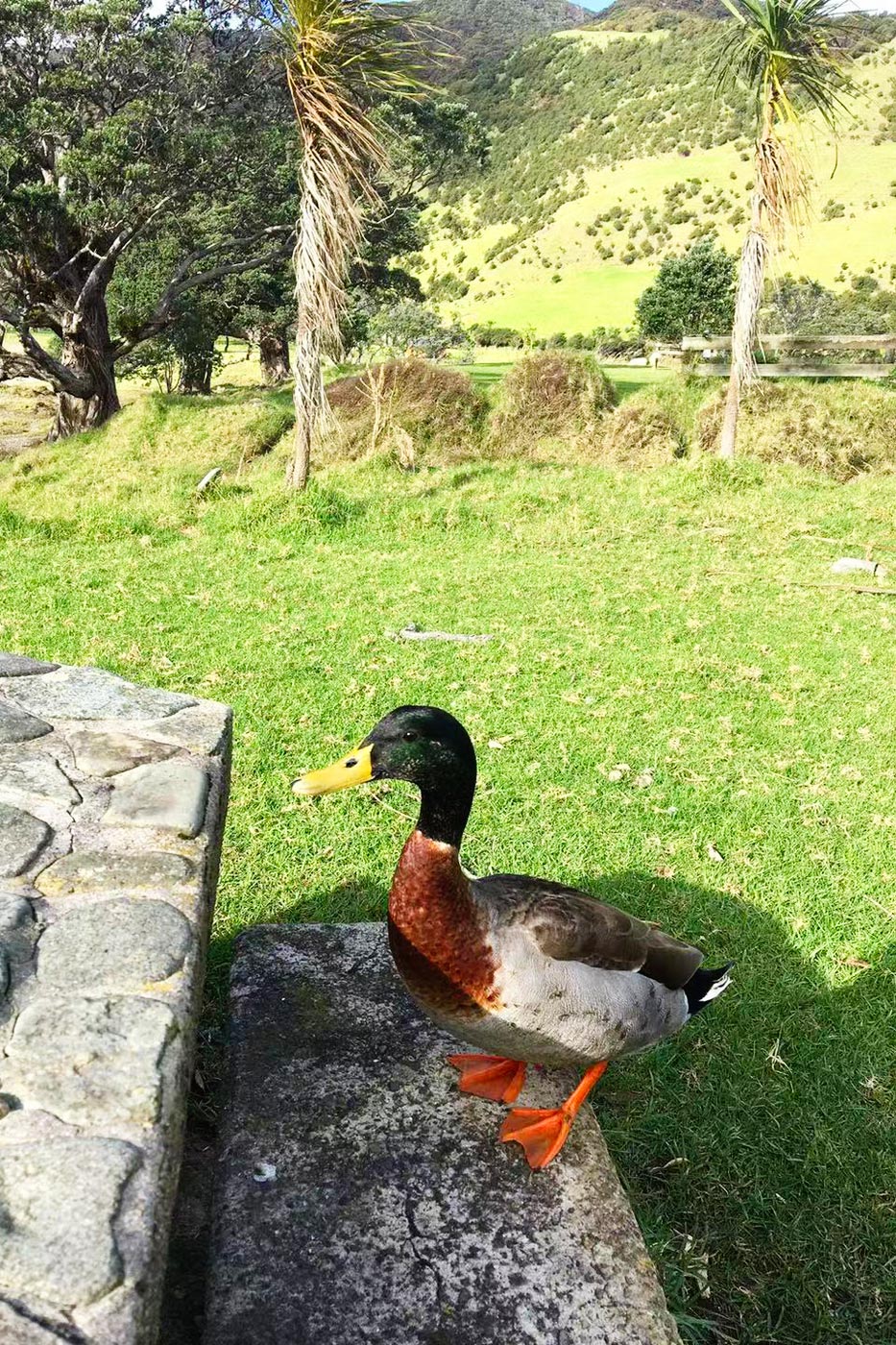 Picnic ducks