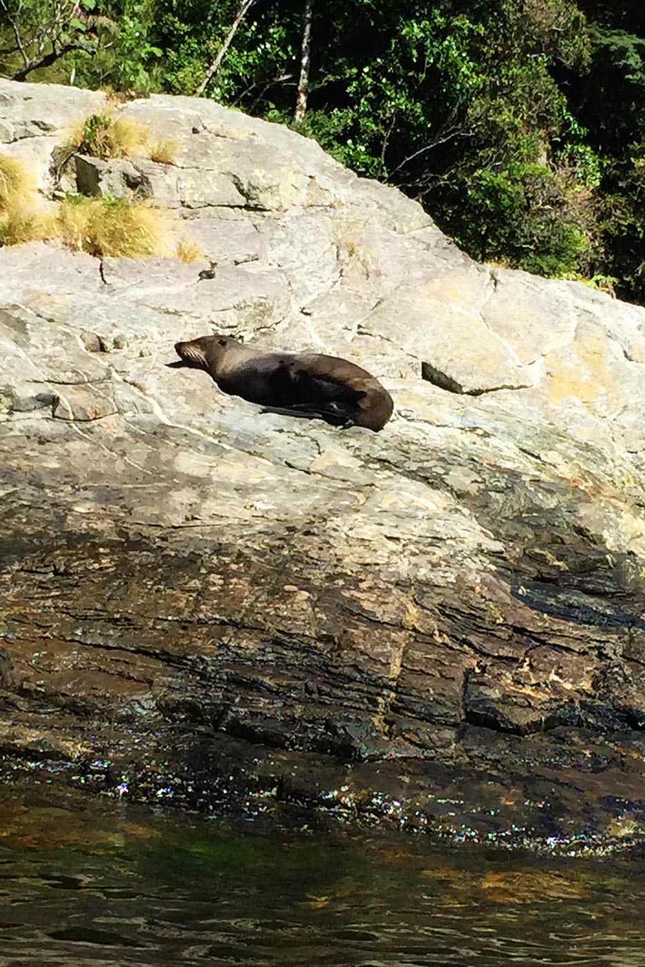 Milford Sound Seal