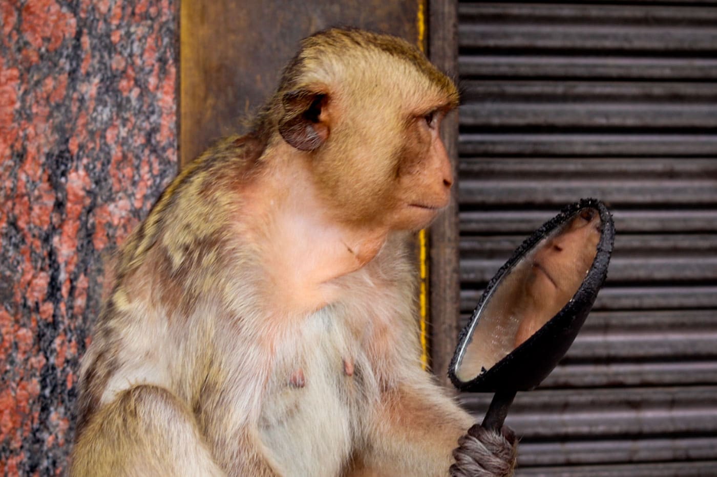 The monkeys are running wild.
