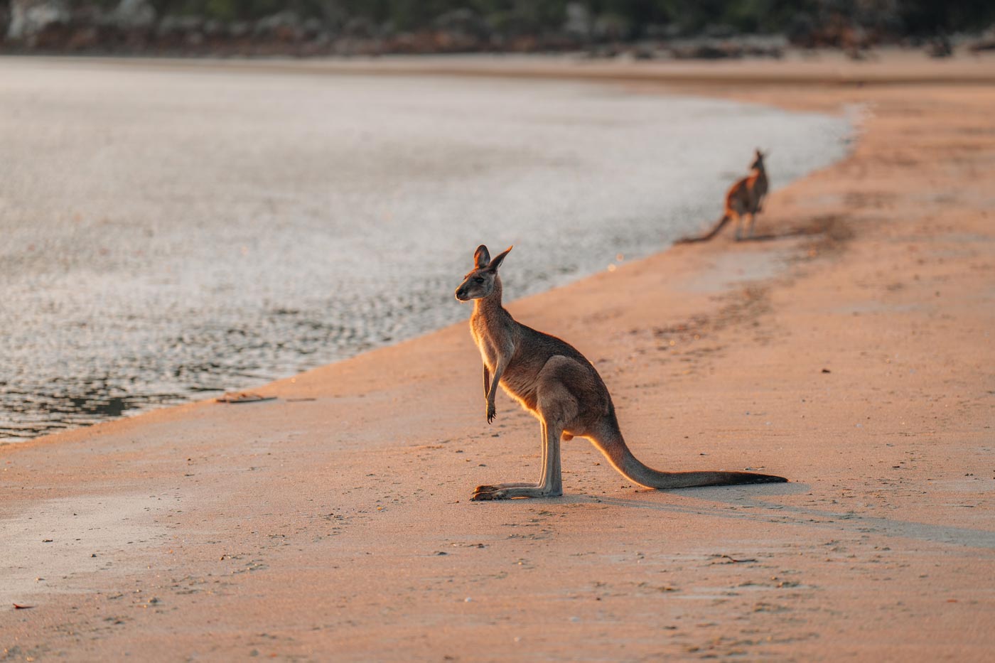 Sunrise with kangaroos at Cape Hillsborough