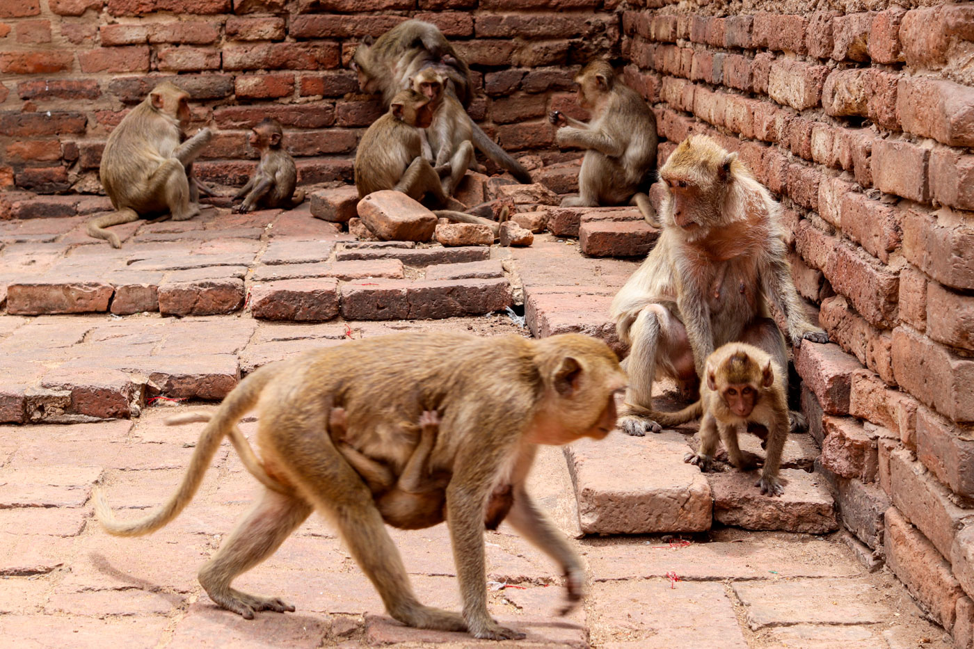 Lopburi's most popular temple, taken over by monkeys