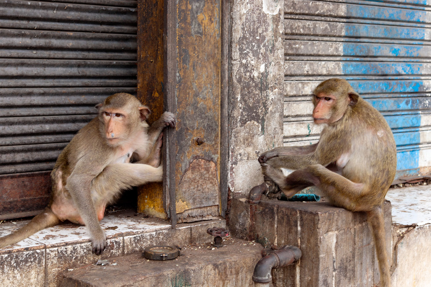 Monkeys in the center of Lopburi