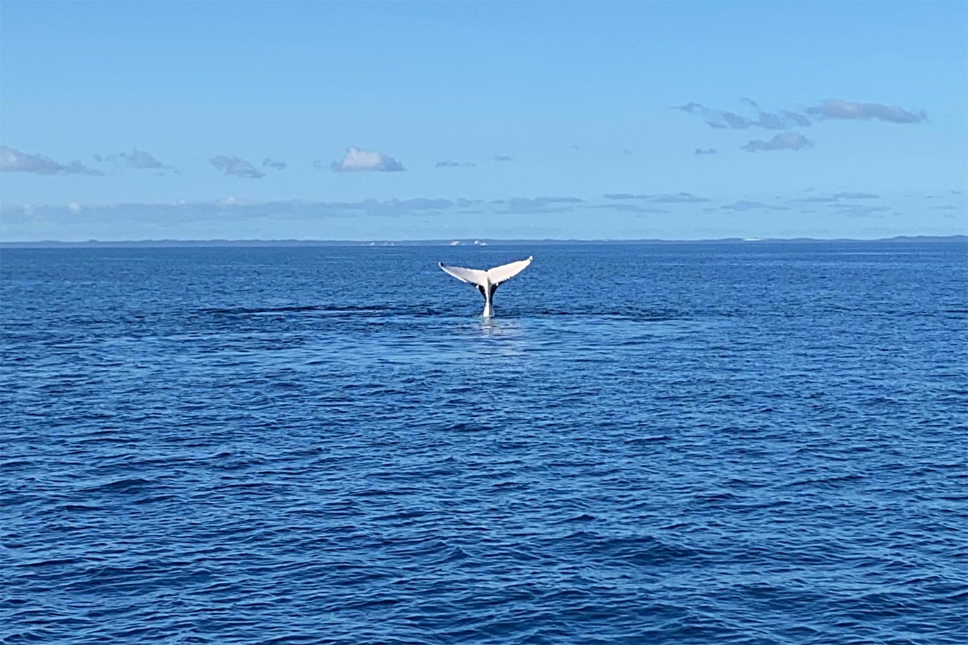 Whale watching in Hervey Bay