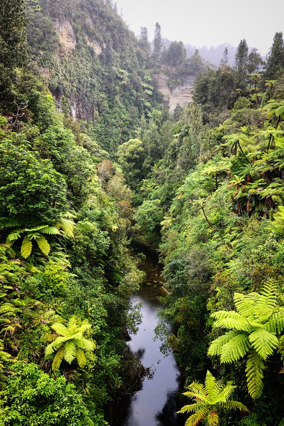 The gorge beneath the Bridge to Nowhere