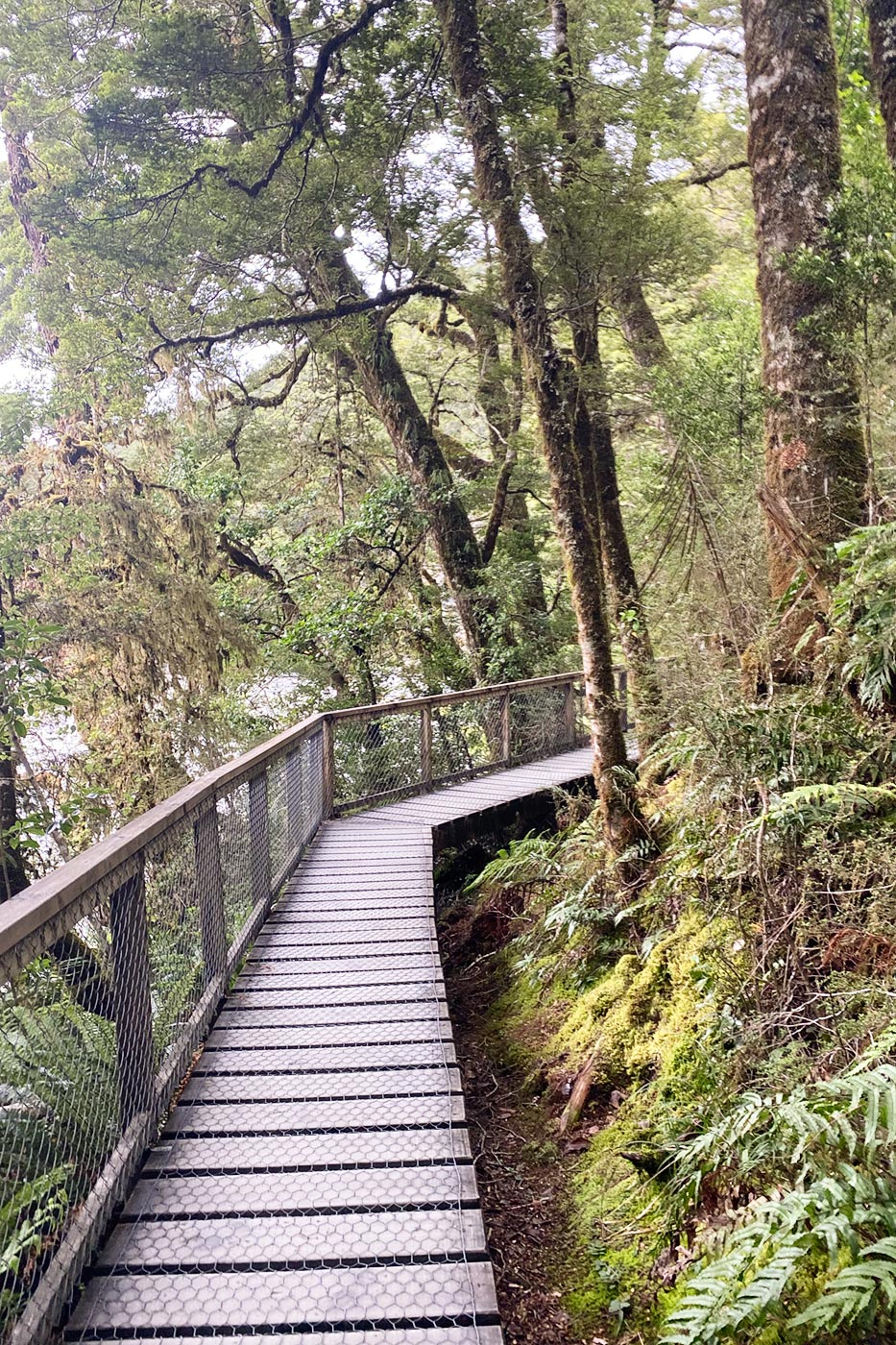 A captivating walk through the jungle